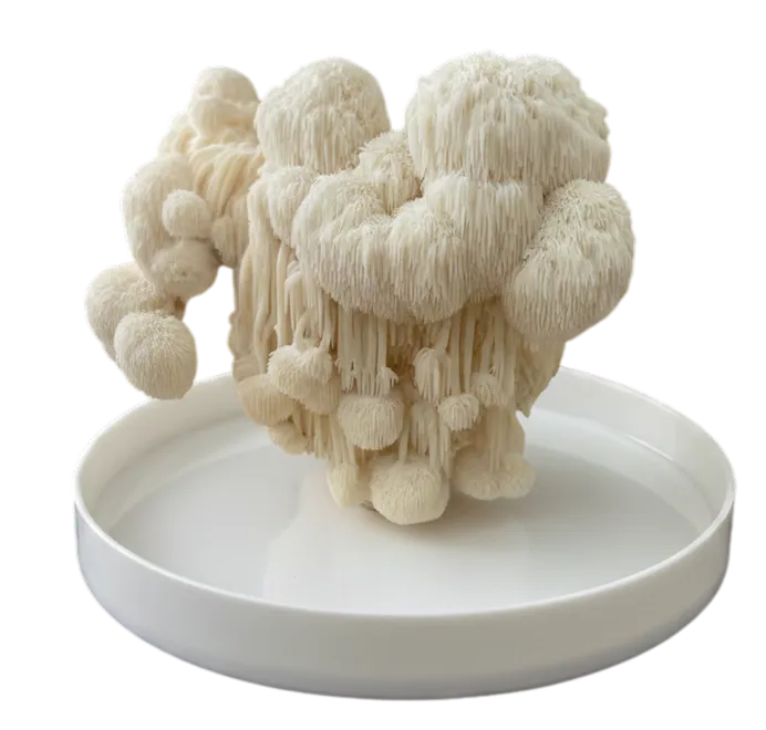 Образец гриба